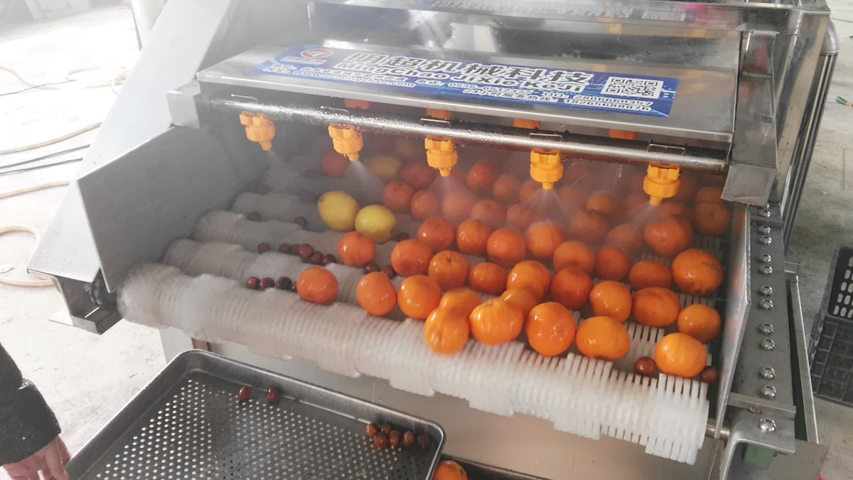 橙子清洗机 水果清洗机