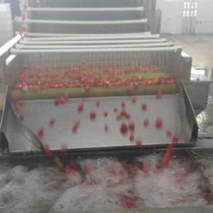草莓清洗机 草莓毛刷清洗机